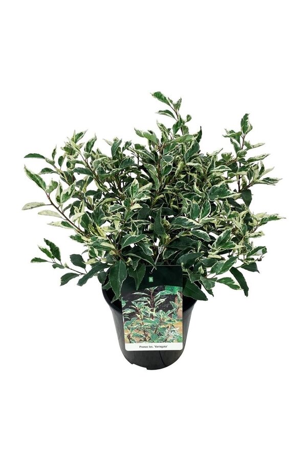 Portugiesischer Lorbeer Prunus Variegata