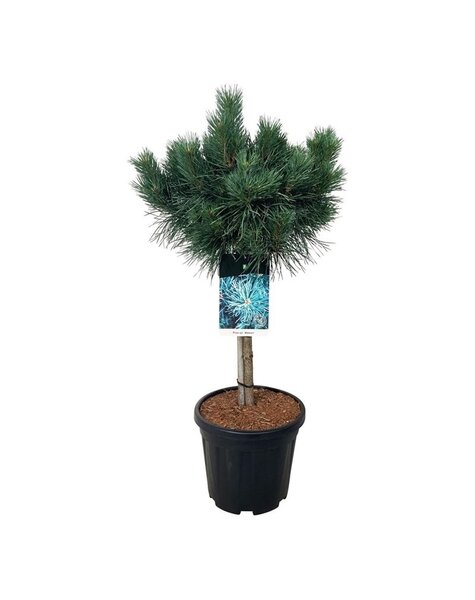 Pinus
