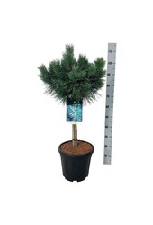 Dennebaum Pinus Watereri