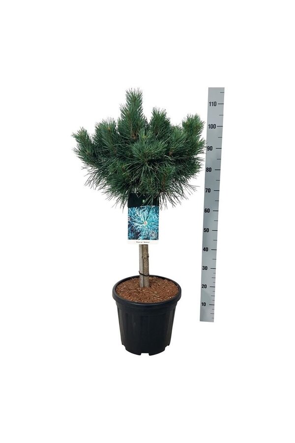 Dennebaum Pinus Watereri