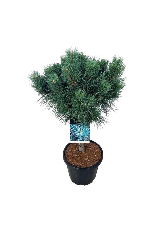 Dennebaum Pinus Watereri