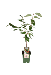 Kirschbaum Bigarreau Napoleon