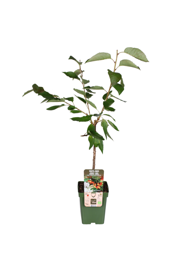 Kirschbaum Bigarreau Napoleon