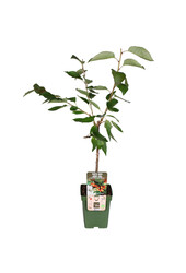 Kirschbaum Bigarreau Napoleon