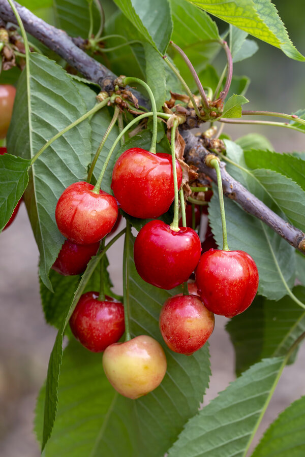 Kirschbaum Bigarreau Napoleon