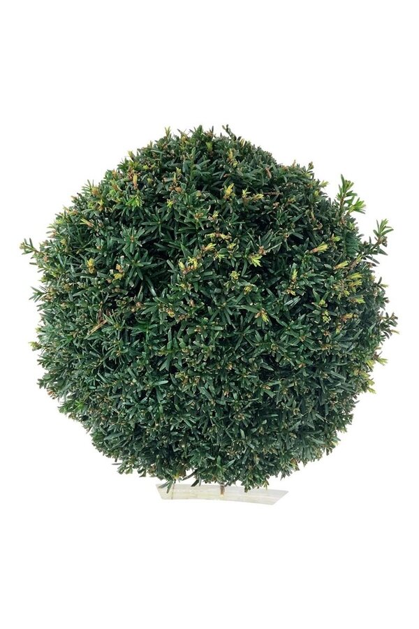 Eibenbaum Taxus Höpkens Gigant