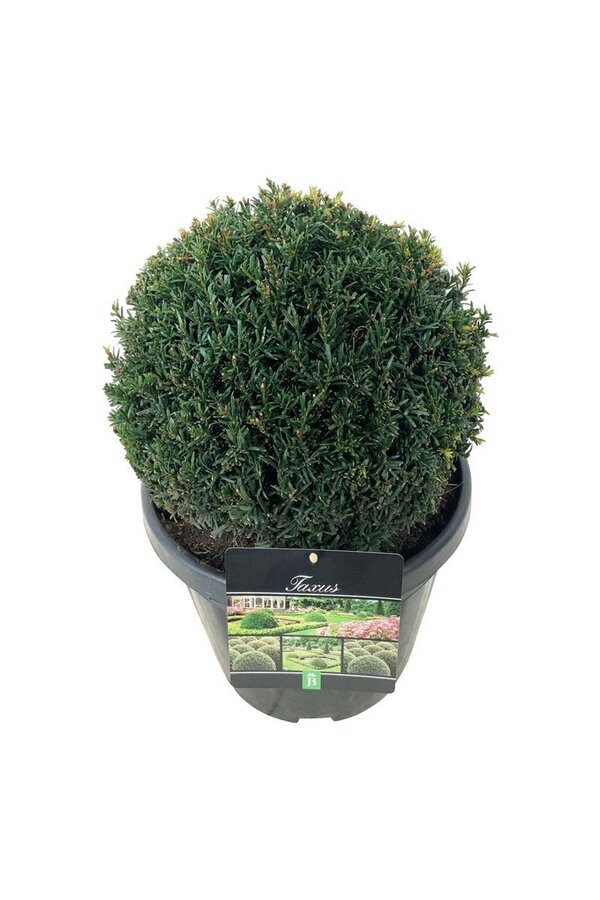 Eibenbaum Taxus Höpkens Gigant