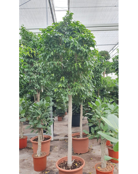 Ficus Columnar