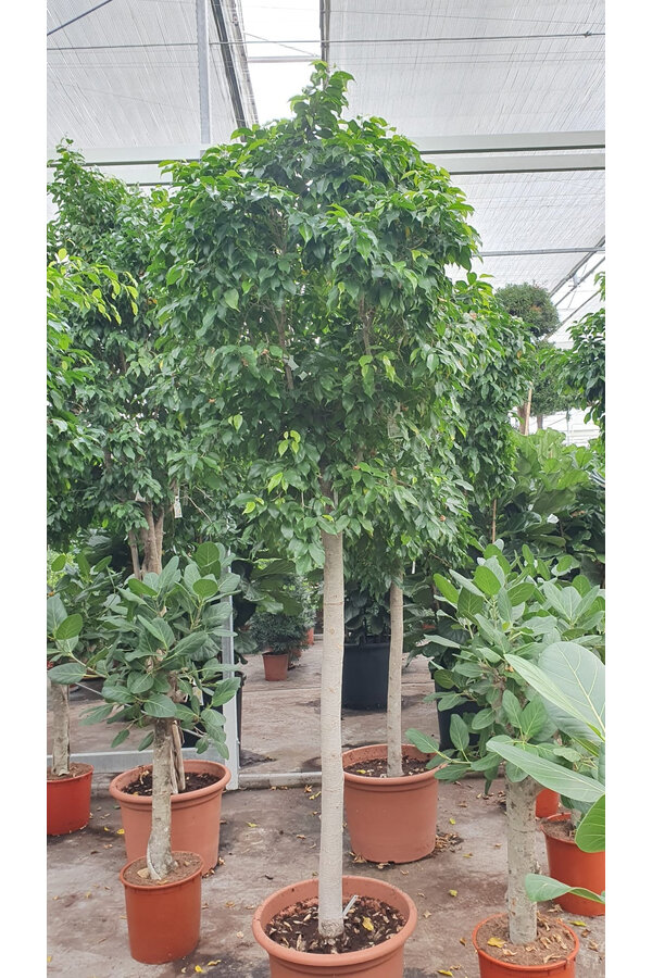 Ficus Columnar 300/50