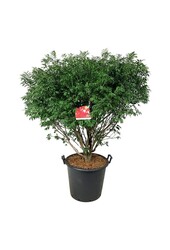 Kardinalhut Euonymus alatus Compactus