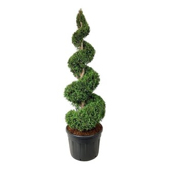 künstlicher ahornbaum Kunstpflanze Ahornbaum 150 cm – natürlicher Look entdecken main image 0