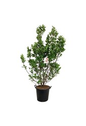 Biberbaum Magnolia Susan