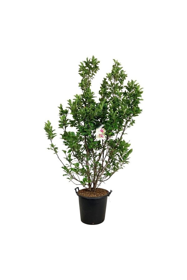 Biberbaum Magnolia Susan