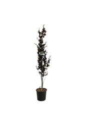 Buche Fagus Dawyck Purple