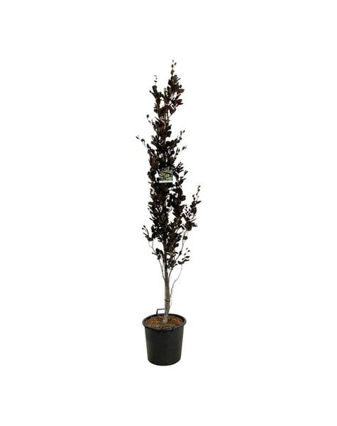 Fagus