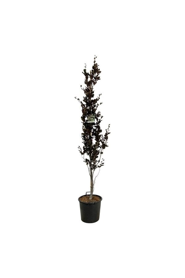 Buche Fagus Dawyck Purple