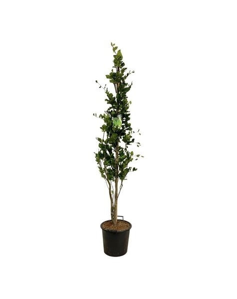 Fagus