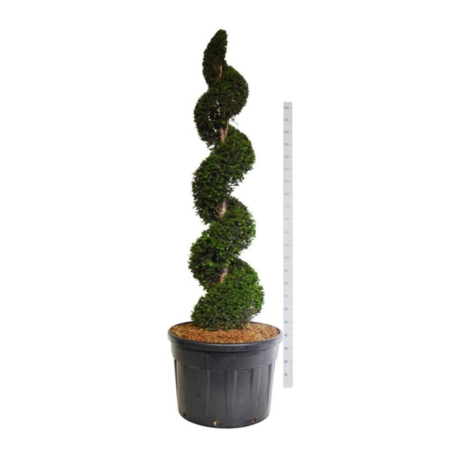 thuja lebensbaum smaragd Lebensbaum Smaragd (Thuja Occidentalis Smaragd) online kaufen bei HS Baum