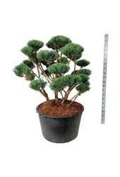 Dennebaum Pinus Watereri