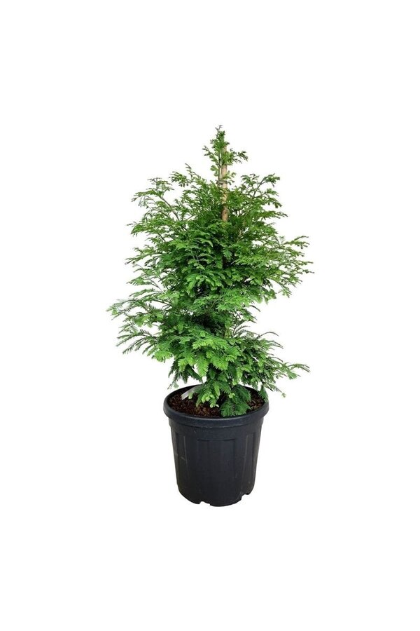 Metasequoia Hamlets Broom