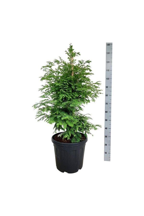 Metasequoia Hamlets Broom