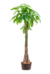 Hydropflanze Pachira Aquatica