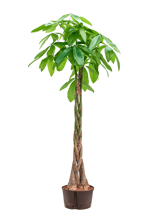 Hydropflanze Pachira Aquatica