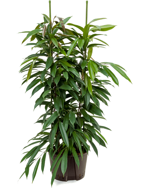 Hydroplant Ficus