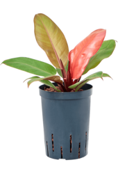 Hydroplant Philodendron Prince Of Orange