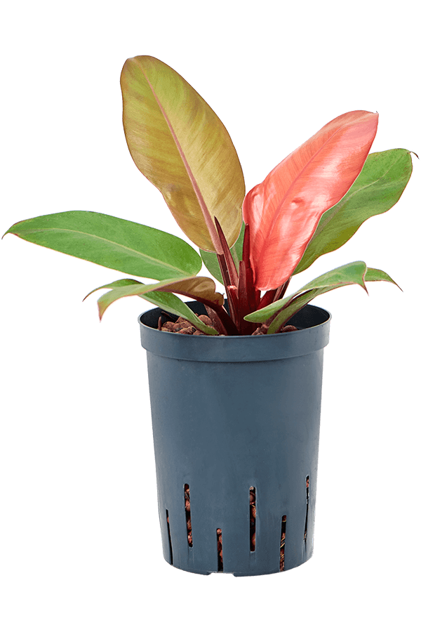 Hydroplant Philodendron Prince Of Orange