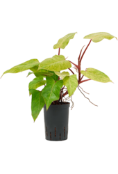 Hydroplant Philodendron Painted Lady