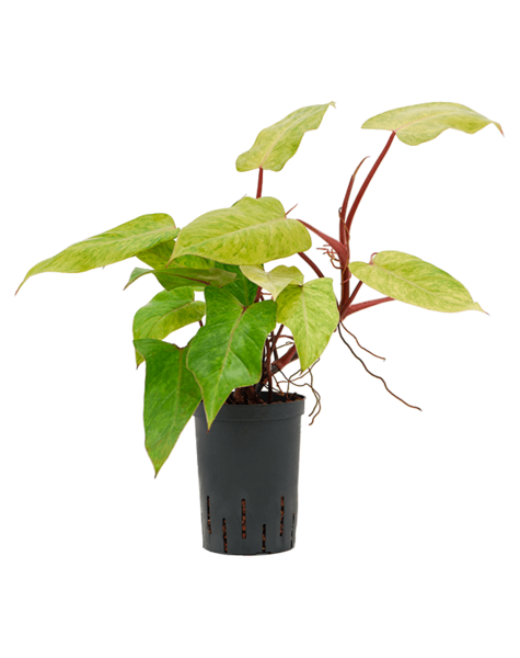 Hydroplant Philodendron