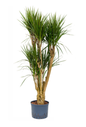 Hydroplant Dracaena Marginata