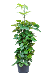 Hydroplant Tetrastigma Voinierianum