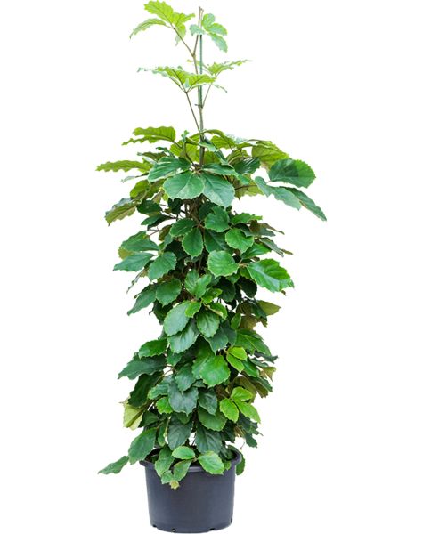 Hydroplant Tetrastigma