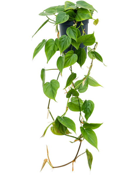 Hydroplant Philodendron