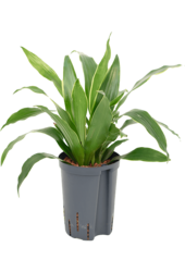 Hydroplant Dracaena Fragrans Arturo