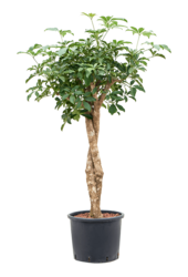Hydroplant Schefflera Arboricola Compacta