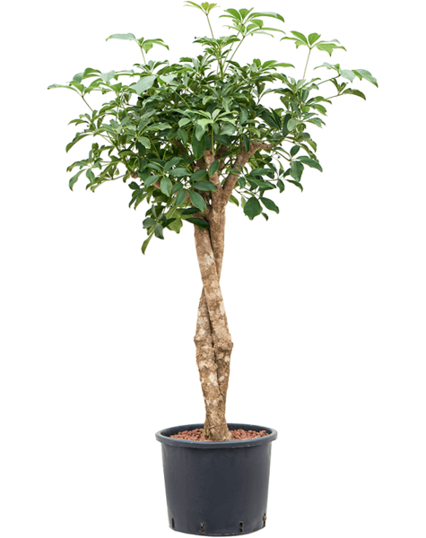 Hydroplant Schefflera