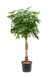 Hydroplant Schefflera Arboricola Gold Capella