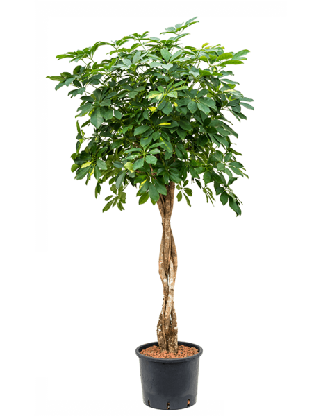 Hydroplant Schefflera