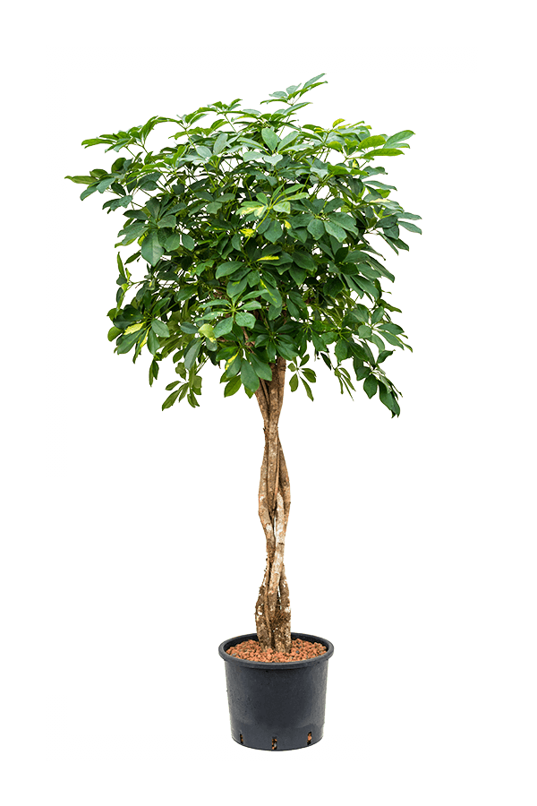 Hydroplant Schefflera Arboricola Gold Capella