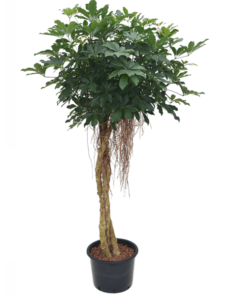 Hydroplant Schefflera