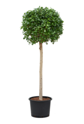 Hydroplant Ficus Microcarpa 'Nitida'