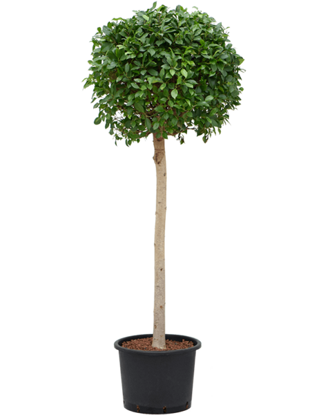 Hydroplant Ficus