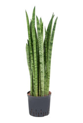 Hydroplant Sansevieria Zeylanica Narrow