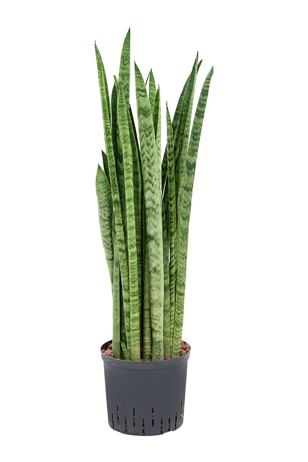 Hydroplant Sansevieria Zeylanica Narrow