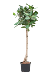 Hydroplant Ficus Benghalensis Audrey