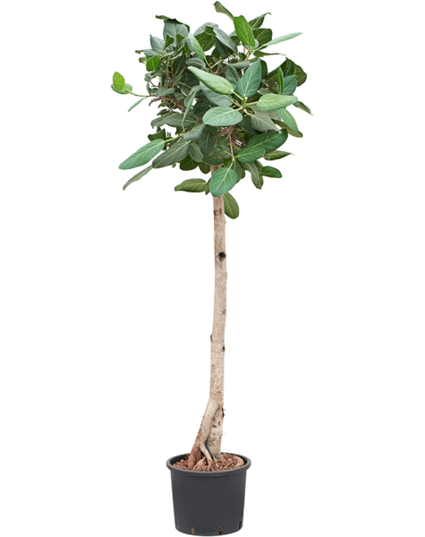 Hydroplant Ficus
