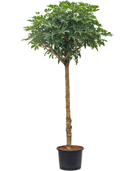 Hydroplant Schefflera
